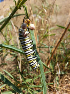 Monarch Larvae