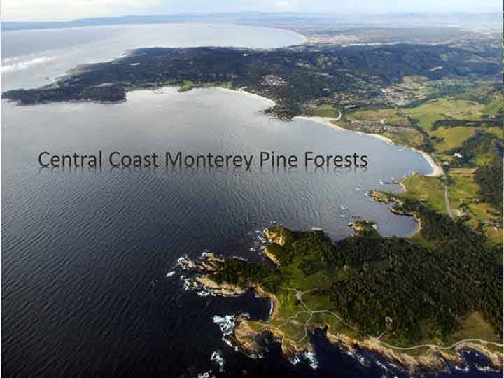The Monterey Pine Forest