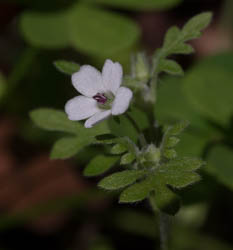 Small Flowered Nemophila