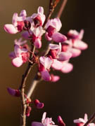 Western redbud