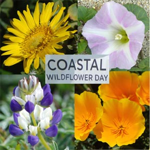 coastal-wildflower-day300