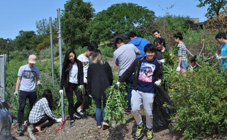 Native Hill workday: Biology students pulling out radish - photo by Tom Lee