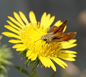 Skipper on Grindelia camporum