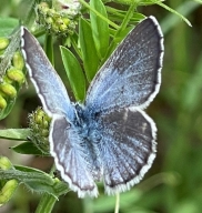 Acmon Blue Butterfly