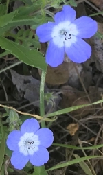 Baby Blue Eyes crop small