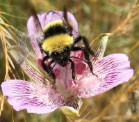 Bombus crotchii himes crop small