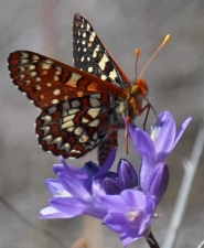 Checkerspot Butterfly by Vivian Neou