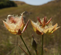 DSC00639 tiberon mariposa lily cropped