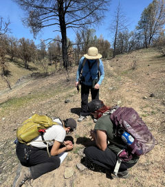 Rare Plant Treasure Hunt