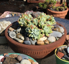 IMG 4033 dudleya pot