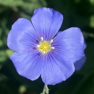 Linum lewisii by R. Thekkath Linum-lewisii-closeup-crop-small.jpg