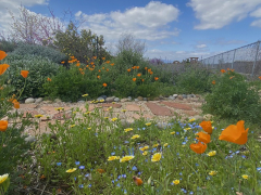 Master Gardeners - Martial Cottle Park