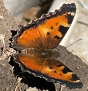 Tortoiseshell crop. small