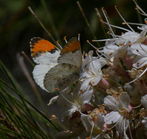 sarah orange tip