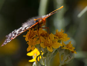 Checkerspot on Golden Yarrow