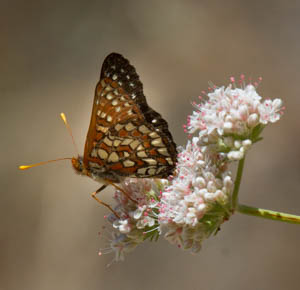 Checkerspot on Buckwheat