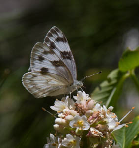 Western White 