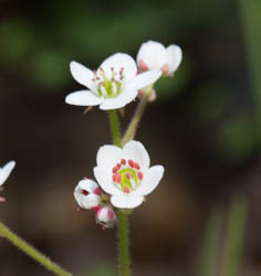 California Saxifrage