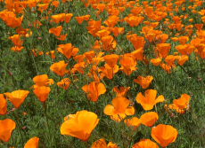 poppies