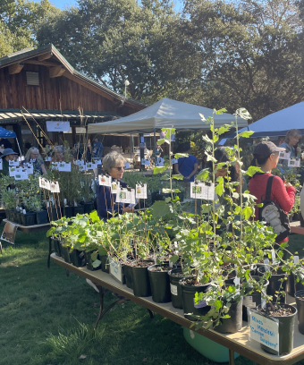 Outside Plant Sale