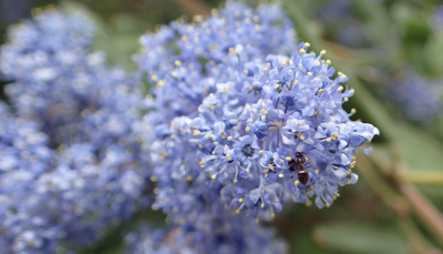 Ceanothus flower with ant