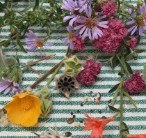 Seed Exchange, Michelle Deandra