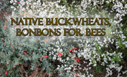 Native Buckwheats, Bonbons for Bees