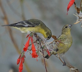 lesser goldfinches California fuchsia