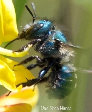 mason-bee-dee-crop2-small.jpg