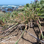 Agrostis blasdalei