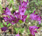 Allium peninsulare var. franciscanum