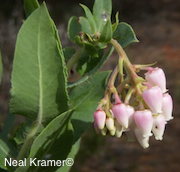 Arctostaphylos andersonii