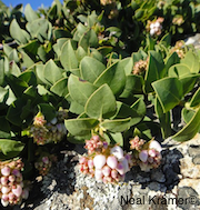 Arctostaphylos imbricata