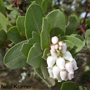 Arctostaphylos montaraensis