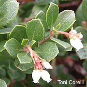 Arctostaphylos pacifica