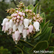 Arctostaphylos regismontana