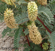 Astragalus pycnostachyus var. pycnostachyus