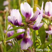 Astragalus tener var. tener