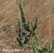 Atriplex joaquinana