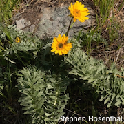 Balsamorhiza macrolepis