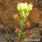 Castilleja affinis var. neglecta