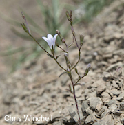 Campanula exigua