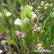 Castilleja rubicundula var. rubicundula