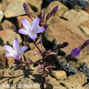 Campanula sharsmithiae