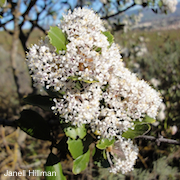 Ceanothus ferrisiae