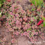 Chorizanthe cuspidata var. cuspidata