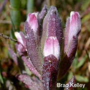 Chloropyron maritimum ssp. palustre