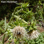 Cirsium fontinale var. campylon