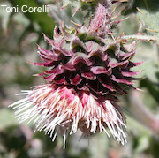 Cirsium fontinale var. fontinale