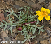 Leptosyne hamiltonii